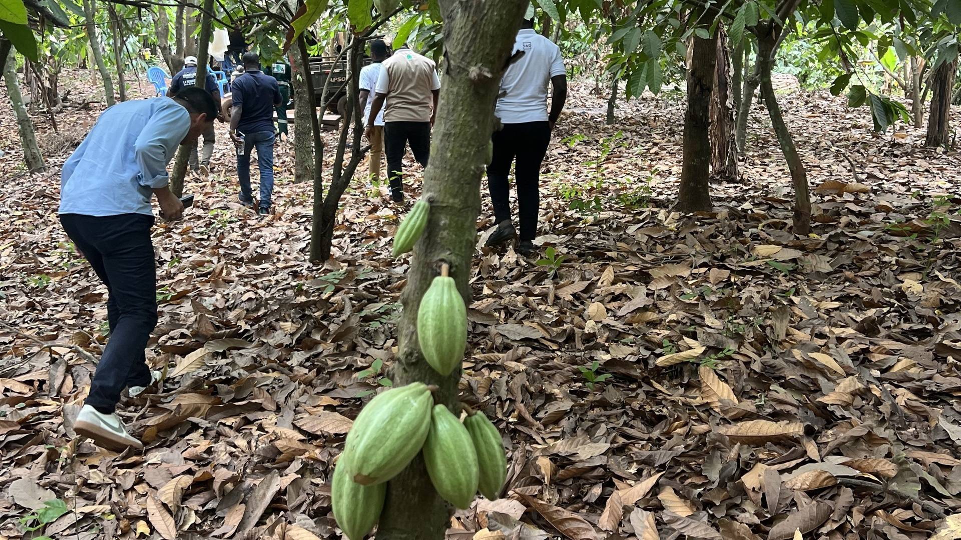 2025_OFQ2 Cocoa.jpg 2025_OFQ2 Cocoa.jpg