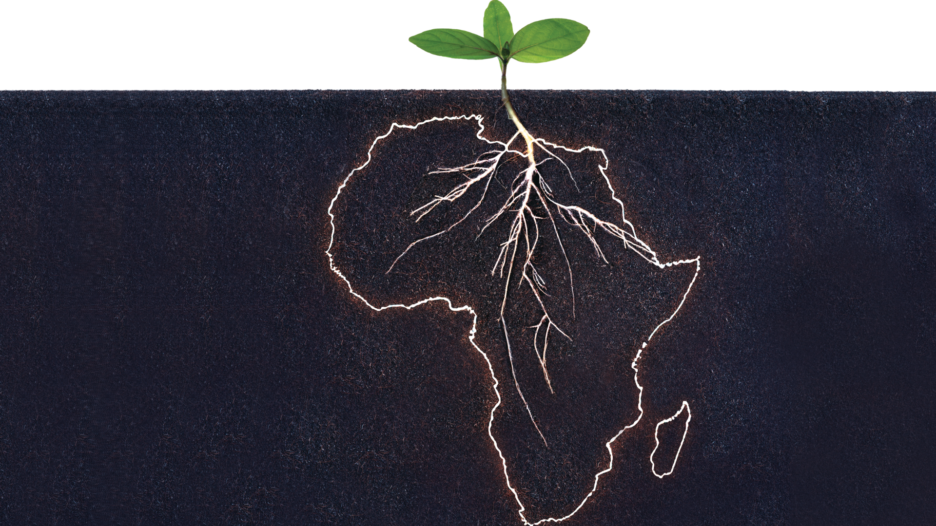 2026_OFQ2_Africa roots.png