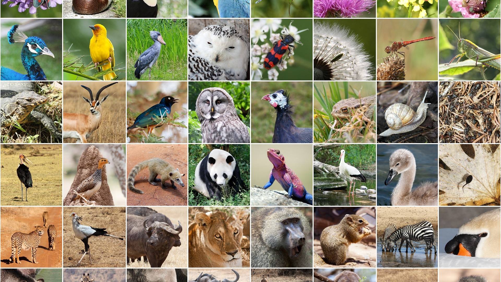 2024_OFQ3 Biodiversity.jpg 2024_OFQ3 Biodiversity.jpg