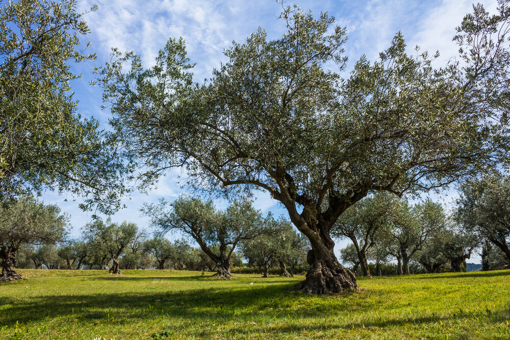 2025_OFQ3_Olive tree.jpg