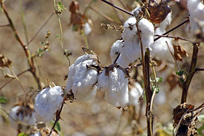 2025_EN10_Burkina Faso cotton.jpg