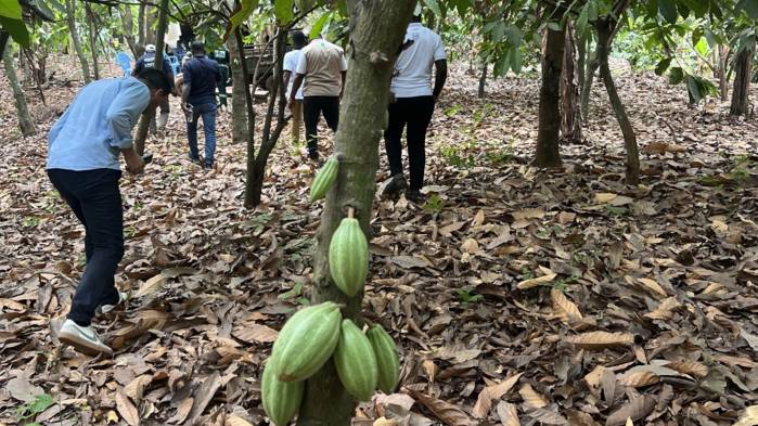 2025_OFQ2 Cocoa.jpg 2025_OFQ2 Cocoa.jpg