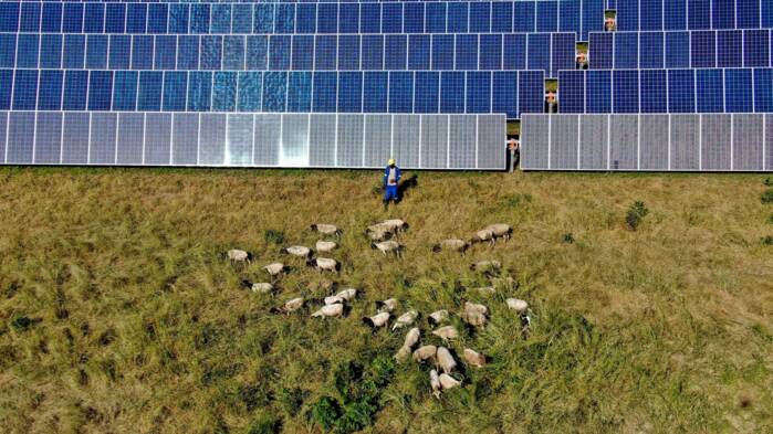 2026_OFQ2_sheep solar panels.jpg