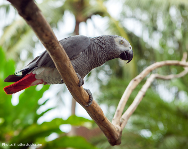 Guinea Bissau's wetlands are home to a rich array of biodiversity.